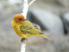 Setophaga petechia aequatorialis