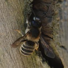 Megachile ericetorum