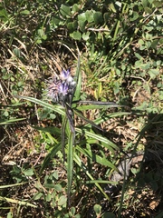 Saussurea angustifolia