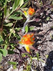 Castilleja coccinea