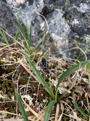Carex microchaeta