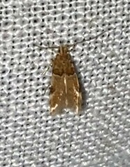 Theisoa constrictella