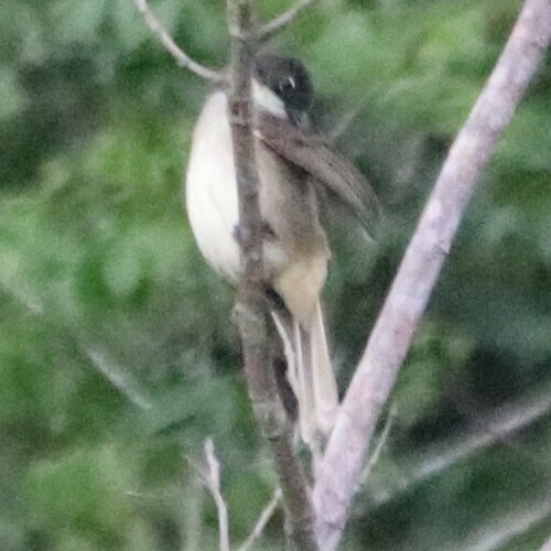 Simple Greenbul (Chlorocichla simplex), photo 6