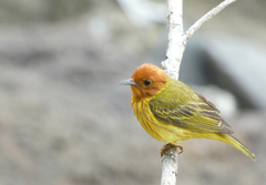 Setophaga petechia aequatorialis