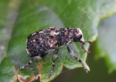 Dissoleucas niveirostris