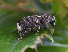 Dissoleucas niveirostris
