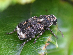 Dissoleucas niveirostris