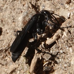 Agenioideus excisus