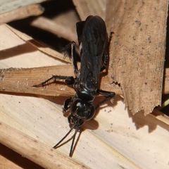 Agenioideus excisus
