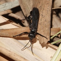 Agenioideus excisus