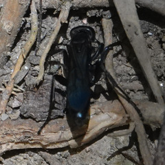 Agenioideus excisus