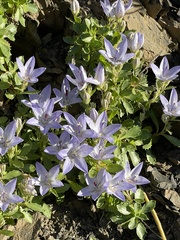 Campanula piperi