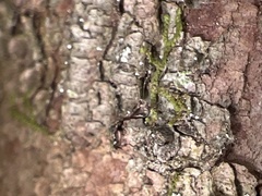Dictyocatenulata alba