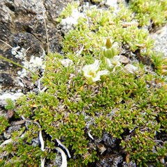 Pseudocherleria macrocarpa