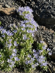 Campanula piperi