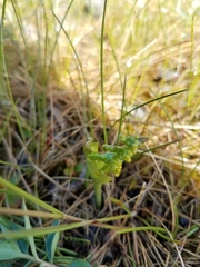 Botrychium neolunaria