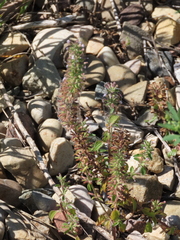 Dracocephalum thymiflorum
