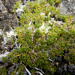 Pseudocherleria macrocarpa