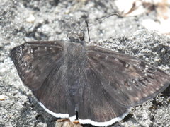 Erynnis tristis
