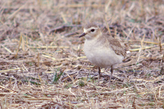 Charadrius montanus