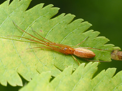 Tetragnatha hawaiensis