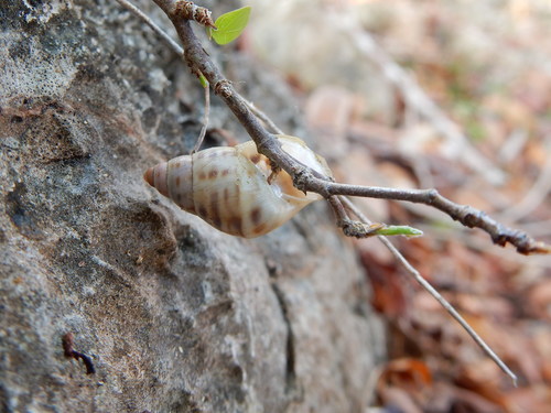 Banded Cone