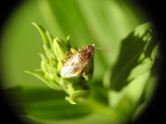 Rhopalus parumpunctatus