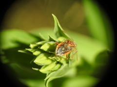 Rhopalus parumpunctatus