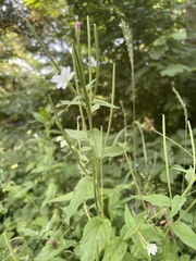 Epilobium montanum