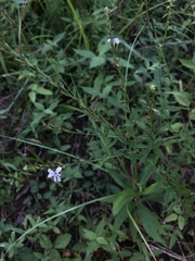 Lythrum alatum lanceolatum