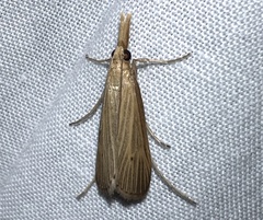 Donacaula roscidellus