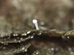 Dictyocatenulata alba
