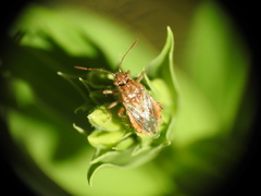 Rhopalus parumpunctatus