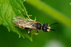 Philanthus triangulum