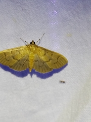 Herpetogramma theseusalis