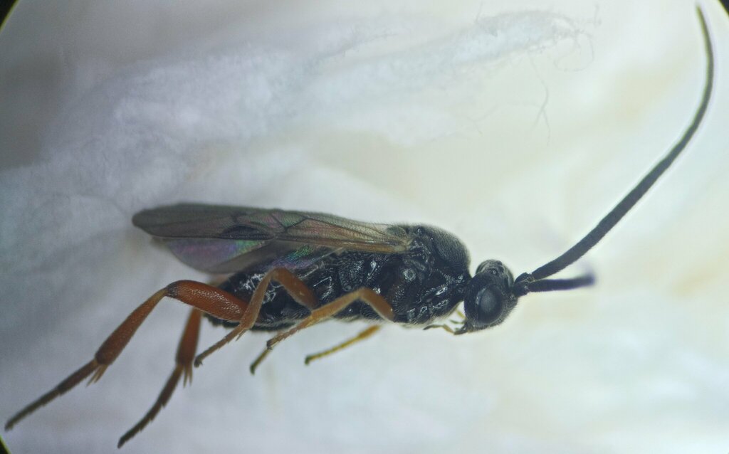 Microgaster nixalebion