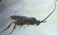 Microgaster nixalebion