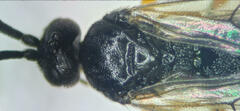 Microgaster nixalebion