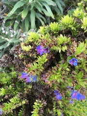 Echium candicans