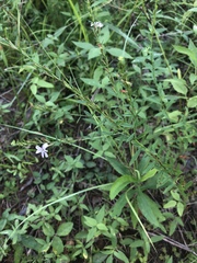 Lythrum alatum lanceolatum