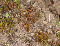 Juncus hemiendytus abjectus