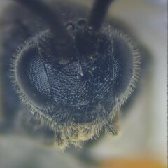 Microgaster nixalebion