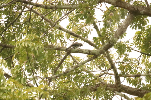 Western Plantain-eater