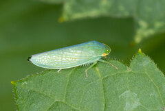 Gyponana cacumina