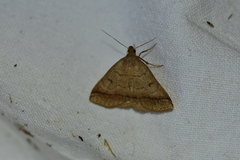 Zanclognatha lunalis