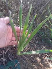 Trachyandra muricata