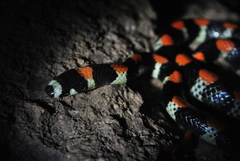 Scolecophis atrocinctus