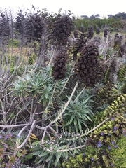 Echium candicans