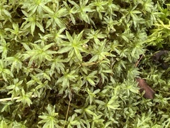 Atrichum crispum