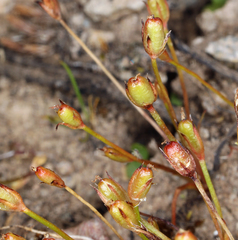 Juncus hemiendytus abjectus